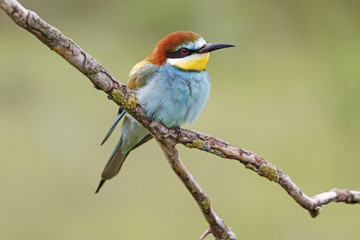 Alone/European bee-eater