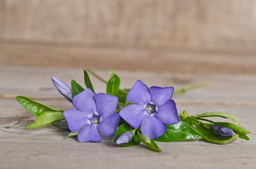 Beautiful blue flowers periwinkle on wooden background