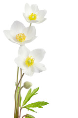 Naklejka na ściany i meble White anemone flowers isolated on white background