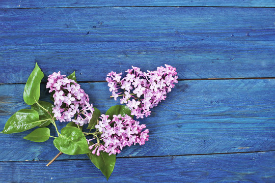 Fototapeta Pink blossom lilac on blue background