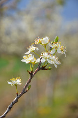 pear blossom