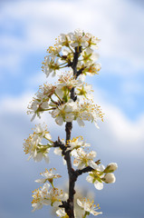 Obraz premium pear blossom