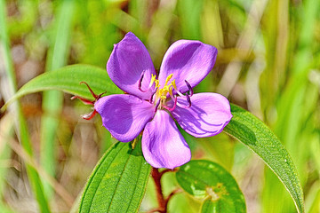 Malabar melastome (Indian rhododendron)  