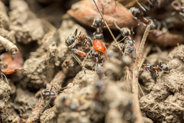 Swarm Of Ants Eating Insect Macro Close Up