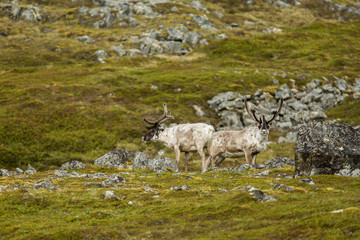 Two reindeer with large antlers standing on a rocky landscape nead Nordkap in Northern Norway,...