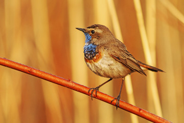 In the morning rays/Luscinia svecica 