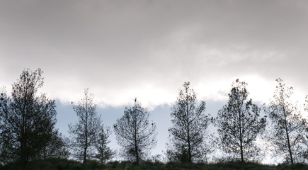 Pine trees in a hill and cloudy sky