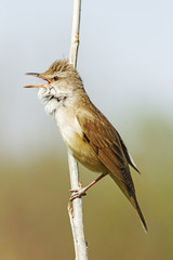 Soloist/Acrocephalus arundinaceus