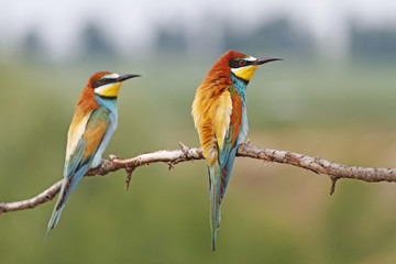 Breast wheel/European bee-eater