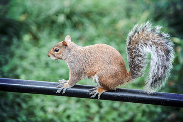 Typical gray squireel living in parks in New York City