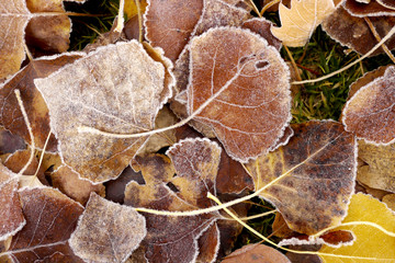 winter leaves with frost on their tips