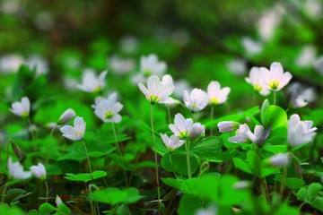Fototapeta premium wild spring flowers