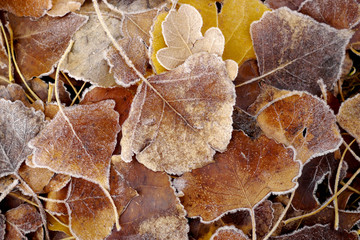 reddish leaves with frost crystals