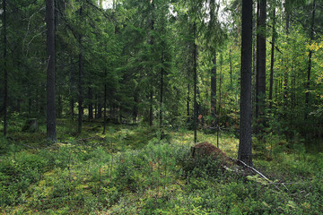 Summer dense forest landscape