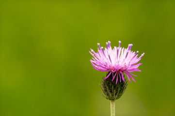 Obraz premium Thistle flower on green background