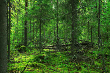 Summer dense forest landscape