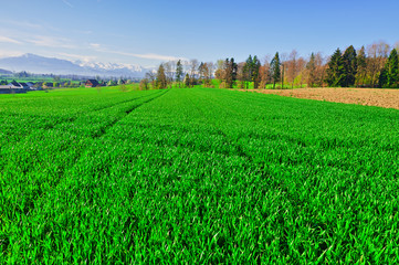 Fototapeta premium Pasture