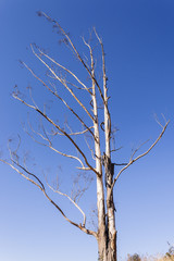 Tree blue sky weather water drought