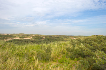 Fototapeta premium Dunes along the dutch coast in summer