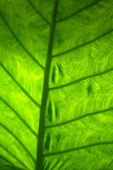 Palmblatt durchleuchtet