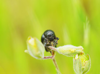 Black beetle on flower macro photo