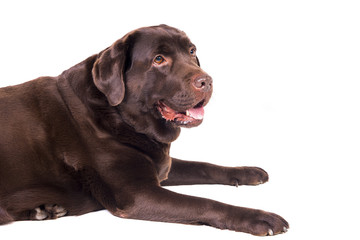 Labrador