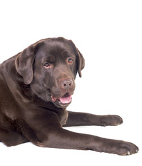 Labrador