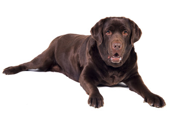 Obraz premium Labrador