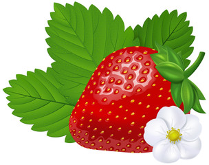 Fresh strawberry with leaves and flower. Photo-realistic vector illustration.