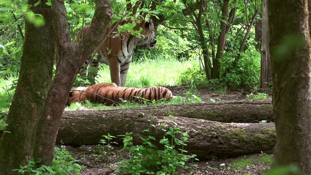 Reproductive ritual between two gorgeous tigers in the forest, 4k, real time, ultra hd