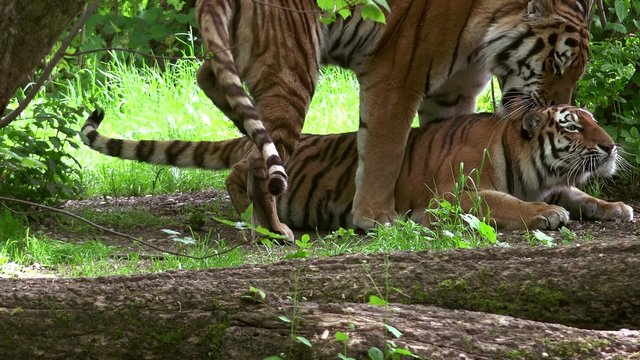 Reproductive ritual between two gorgeous tigers in the forest, 4k, real time, ultra hd