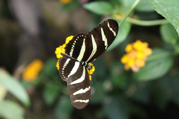 Motyl 2 © daruch89