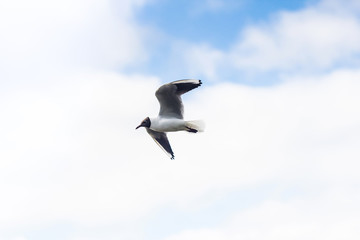 Flying seagull in sky with clouds