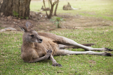 Kangaroo adults