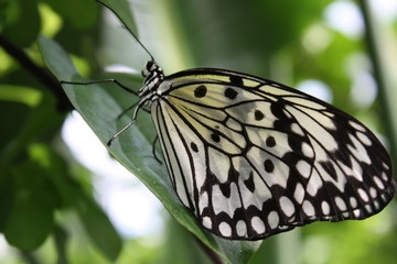 Piękny Motyl © daruch89
