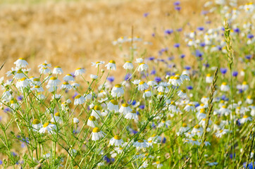 summer meadow