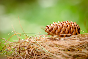 Cones on grass