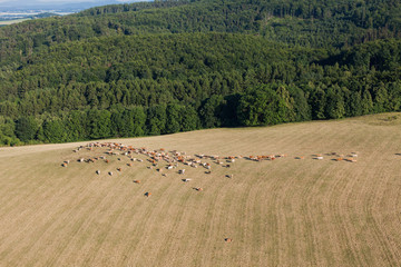 Obraz premium Aerial view of herd of cows at summer green field