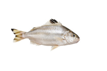 Grunter fish isolated on white background.