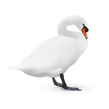 White swan isolated on white