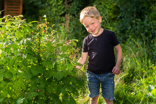 Smiling boy picking raspberries at backyard