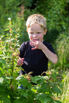 Little boy eating raspberries at garden