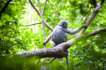 Dusky Leaf Monkey on the tree