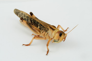 closeup view of a single migratory locust (locusta migratoria) on white background 