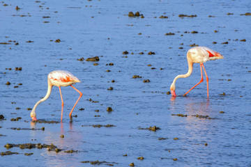 flamants roses en camargue