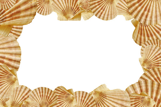 Seashell isolated picture frame