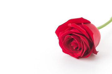 red rose isolated on white background
