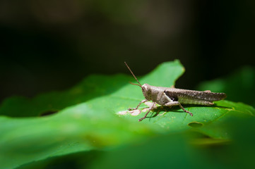 Grasshopper on leaf