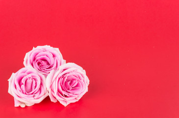 pink and white rose on red background