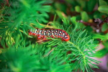 Poisonous Red Caterpillar of a Spurge Hawk Moth